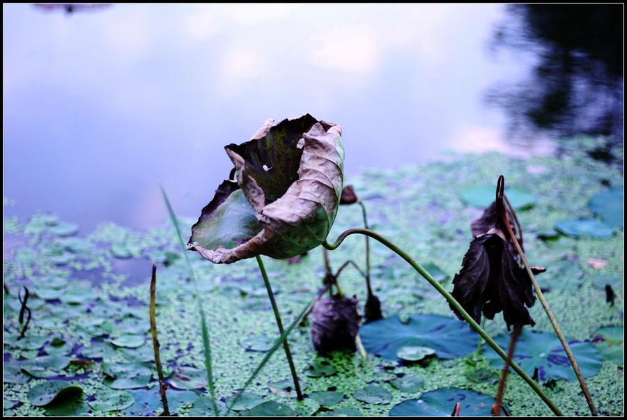 描写荷花的诗词名句10首，和古人一起赏荷