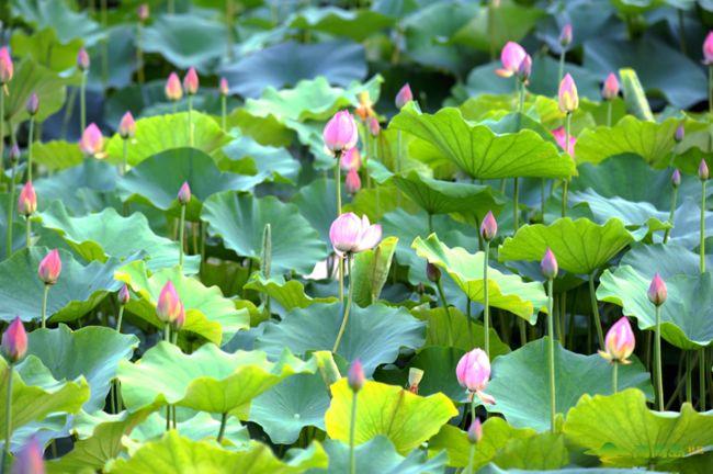 描写荷花的诗词名句10首，和古人一起赏荷