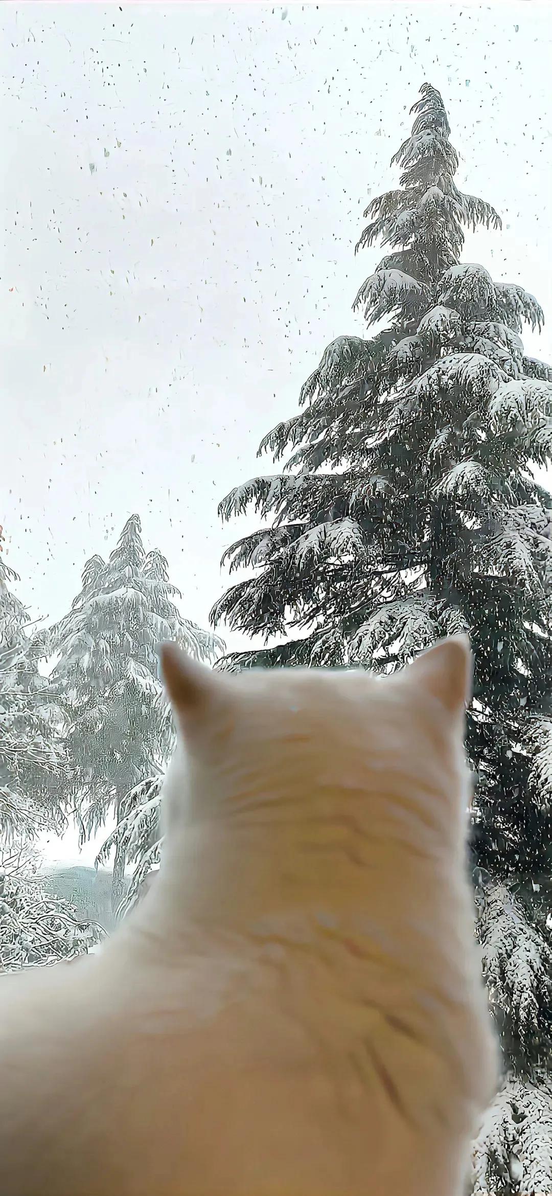 下雪天发朋友圈的精美句子12句，唯美又浪漫!