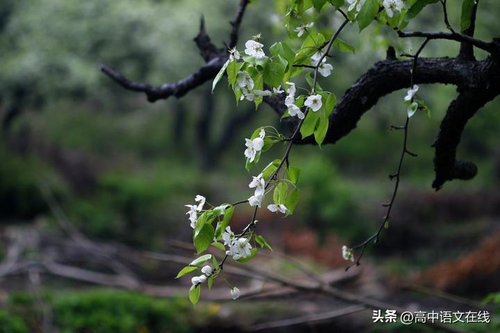 关于清明的诗句古诗8首，最美人间清明天