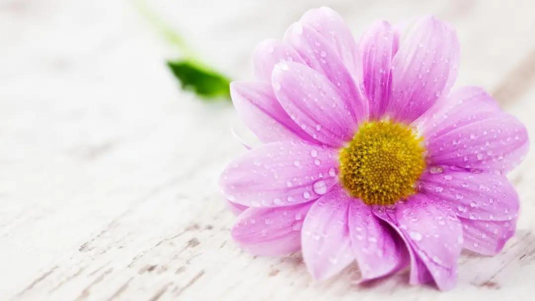 初中毕业唯美句子10句，触动你的青春记忆!