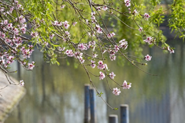 春天来了的优美句子20句，春暖花开，美好如期而至!