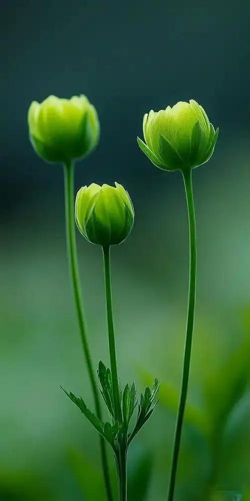 夏天的优美诗句10首，美得让人心醉