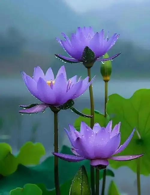 夏天的优美诗句10首，美得让人心醉