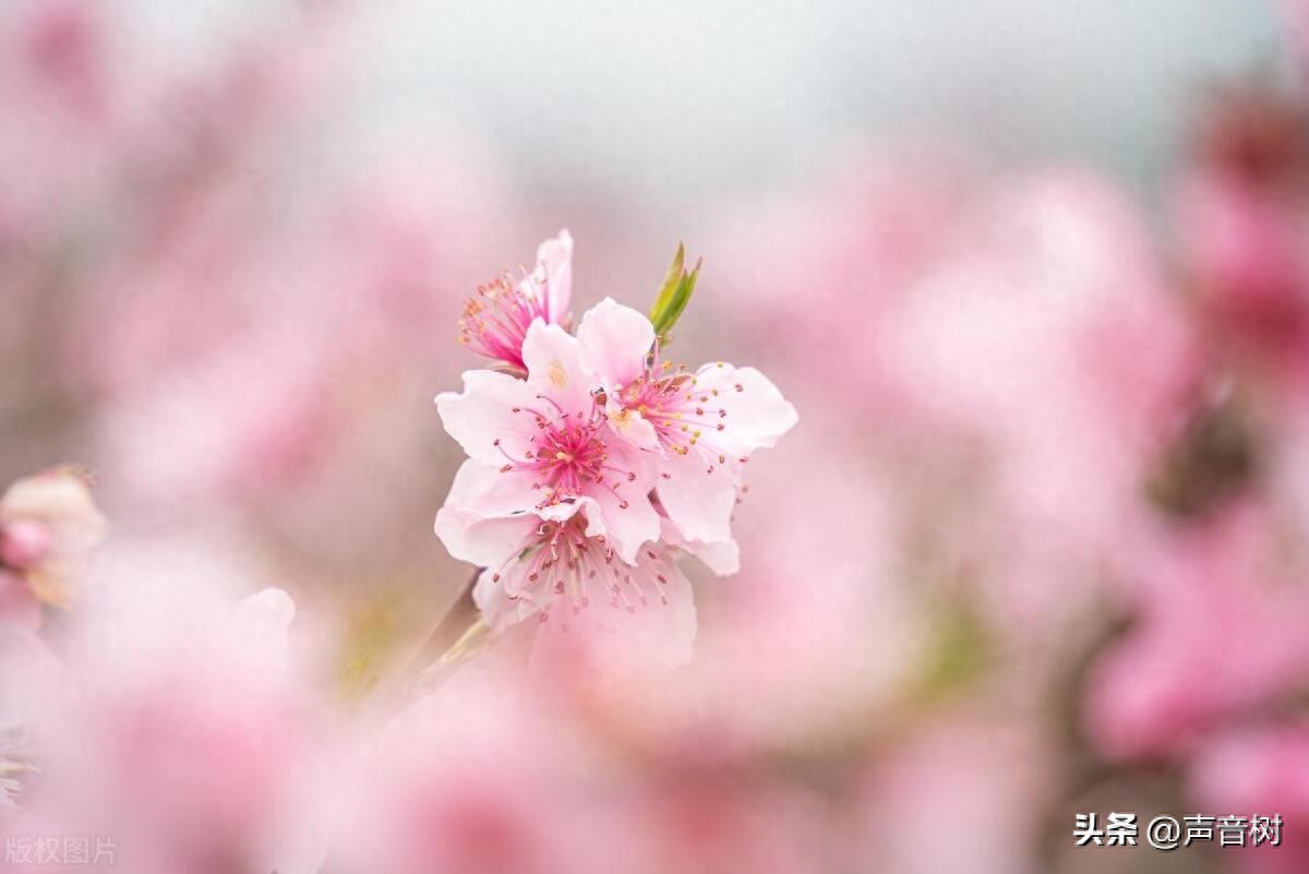 桃花最出名诗句10句，写尽春色浪漫