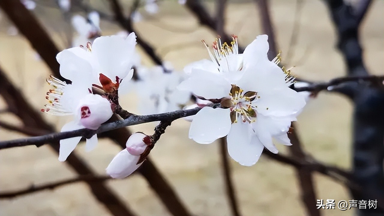桃花最出名诗句10句，写尽春色浪漫