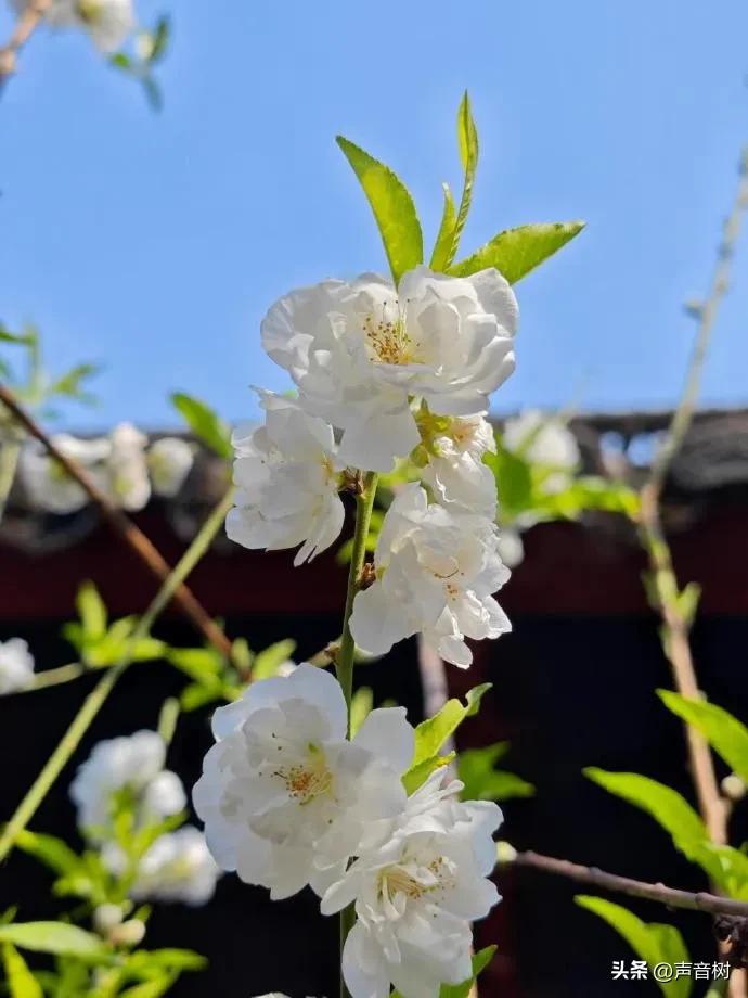 桃花最出名诗句10句，写尽春色浪漫