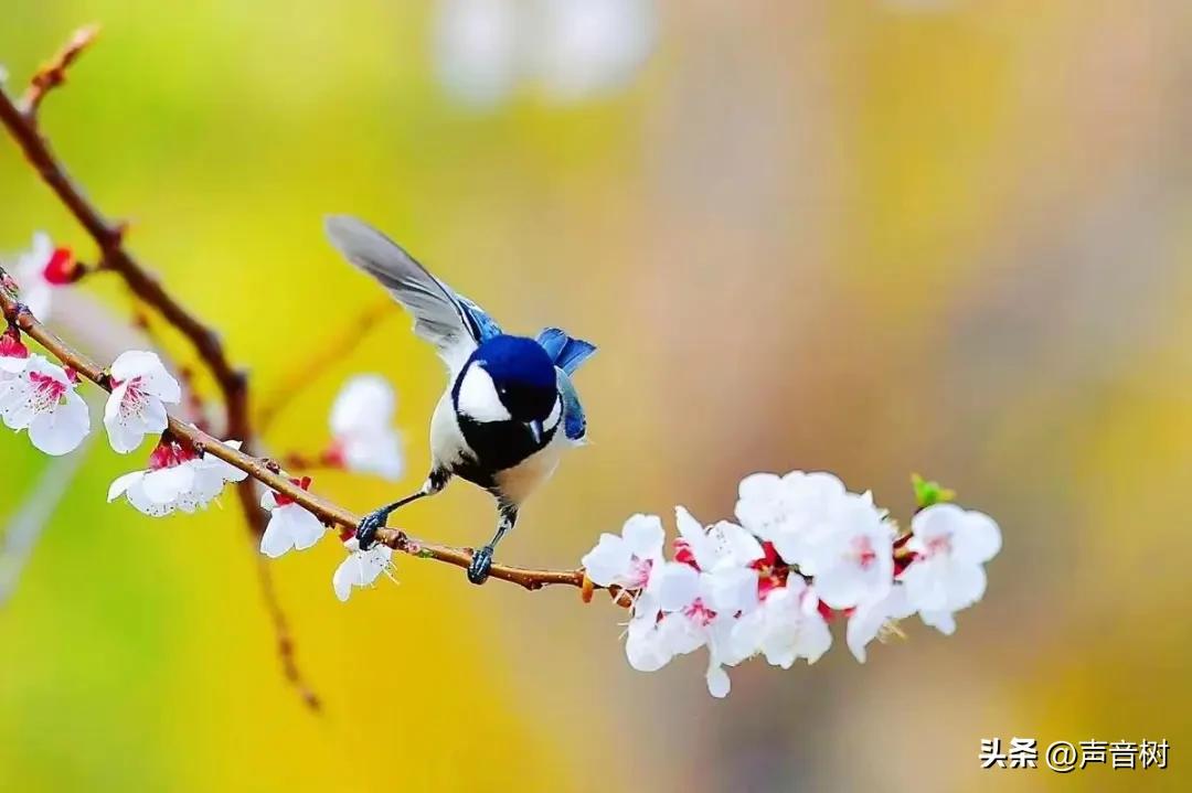 桃花最出名诗句10句，写尽春色浪漫