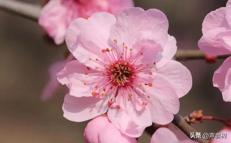桃花最出名诗句10句，写尽春色浪漫