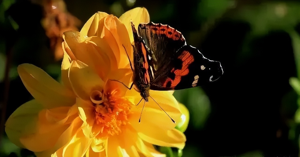 经典情感语录20句，经典有韵味，句句扎心