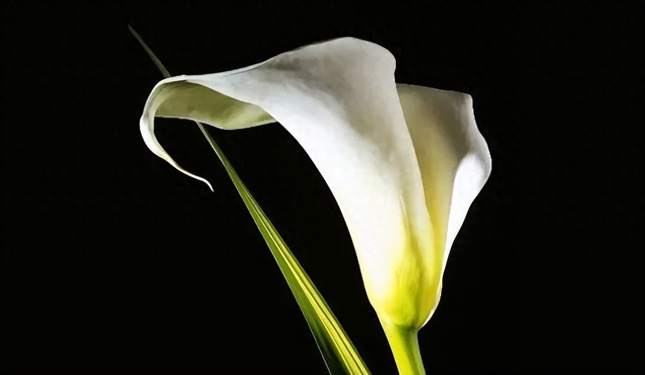 经典情感语录20句，经典有韵味，句句扎心