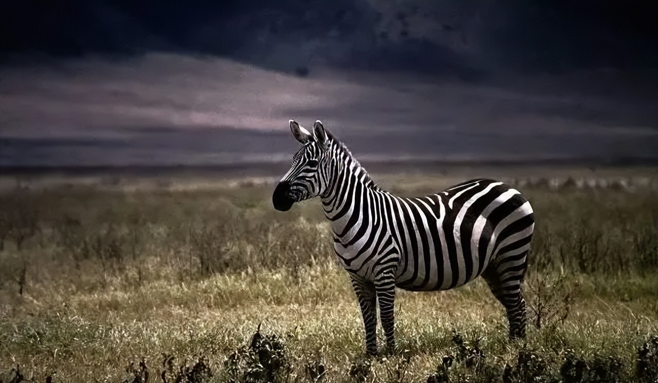 经典情感语录20句，经典有韵味，句句扎心