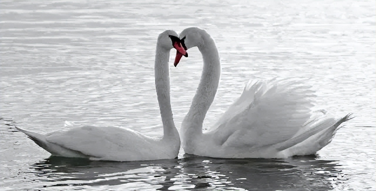 经典情感语录20句，经典有韵味，句句扎心