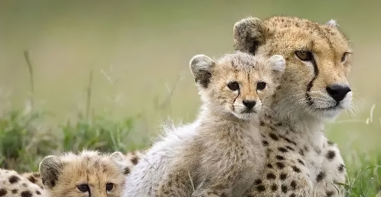 经典情感语录20句，经典有韵味，句句扎心