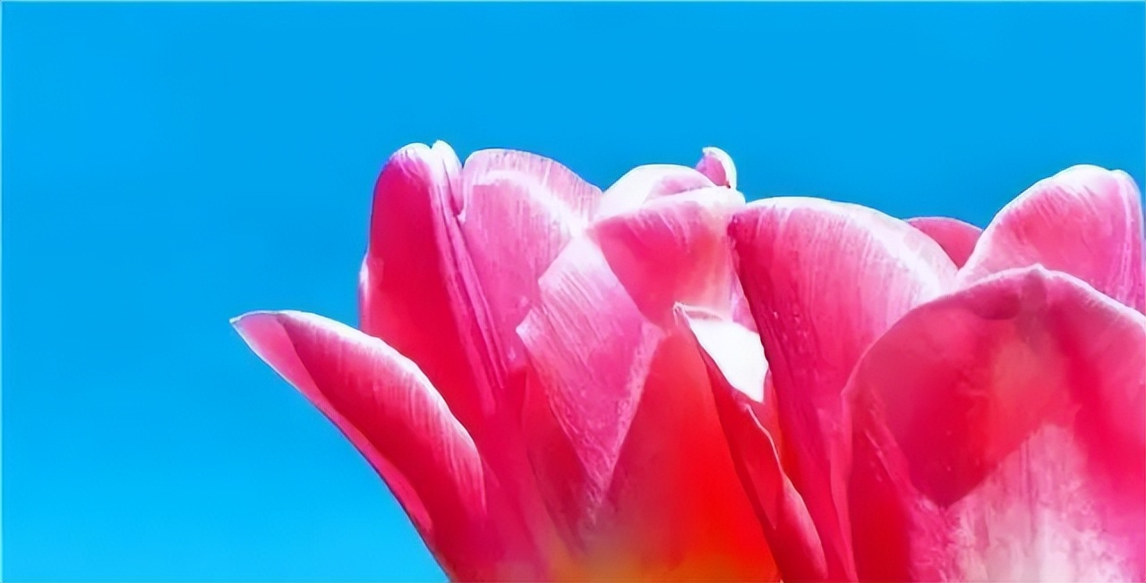 经典情感语录20句，经典有韵味，句句扎心