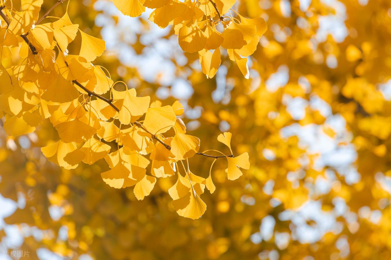 描写秋天的句子10句，解锁秋天的美好