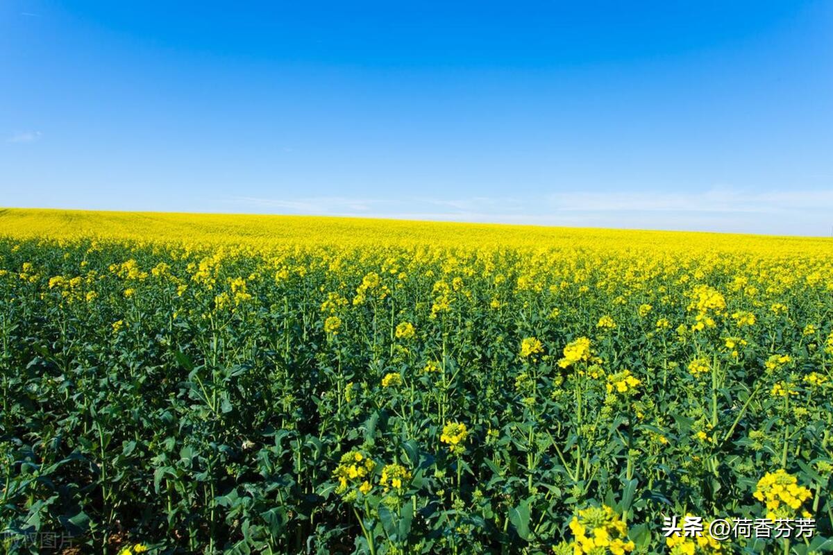油菜花的作文（汇总5篇）
