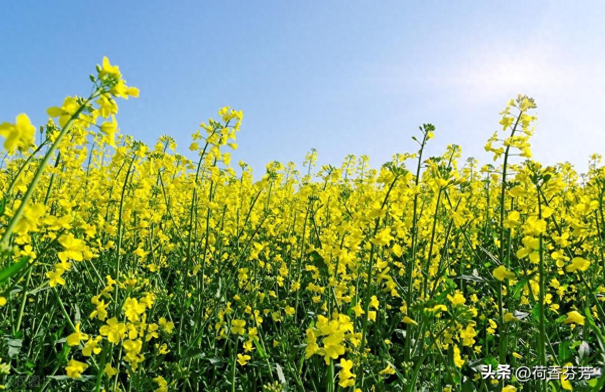 油菜花的作文（汇总5篇）