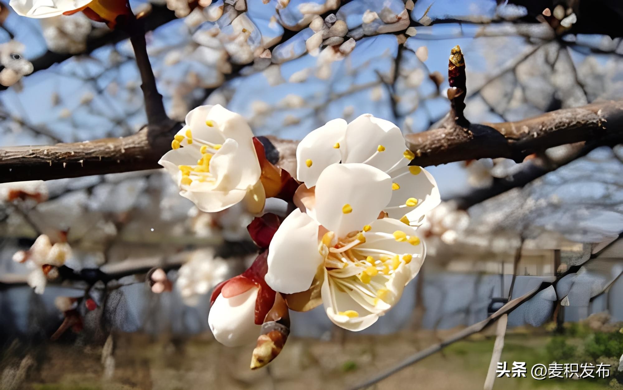 描写春天的诗句10首，浪漫又唯美!