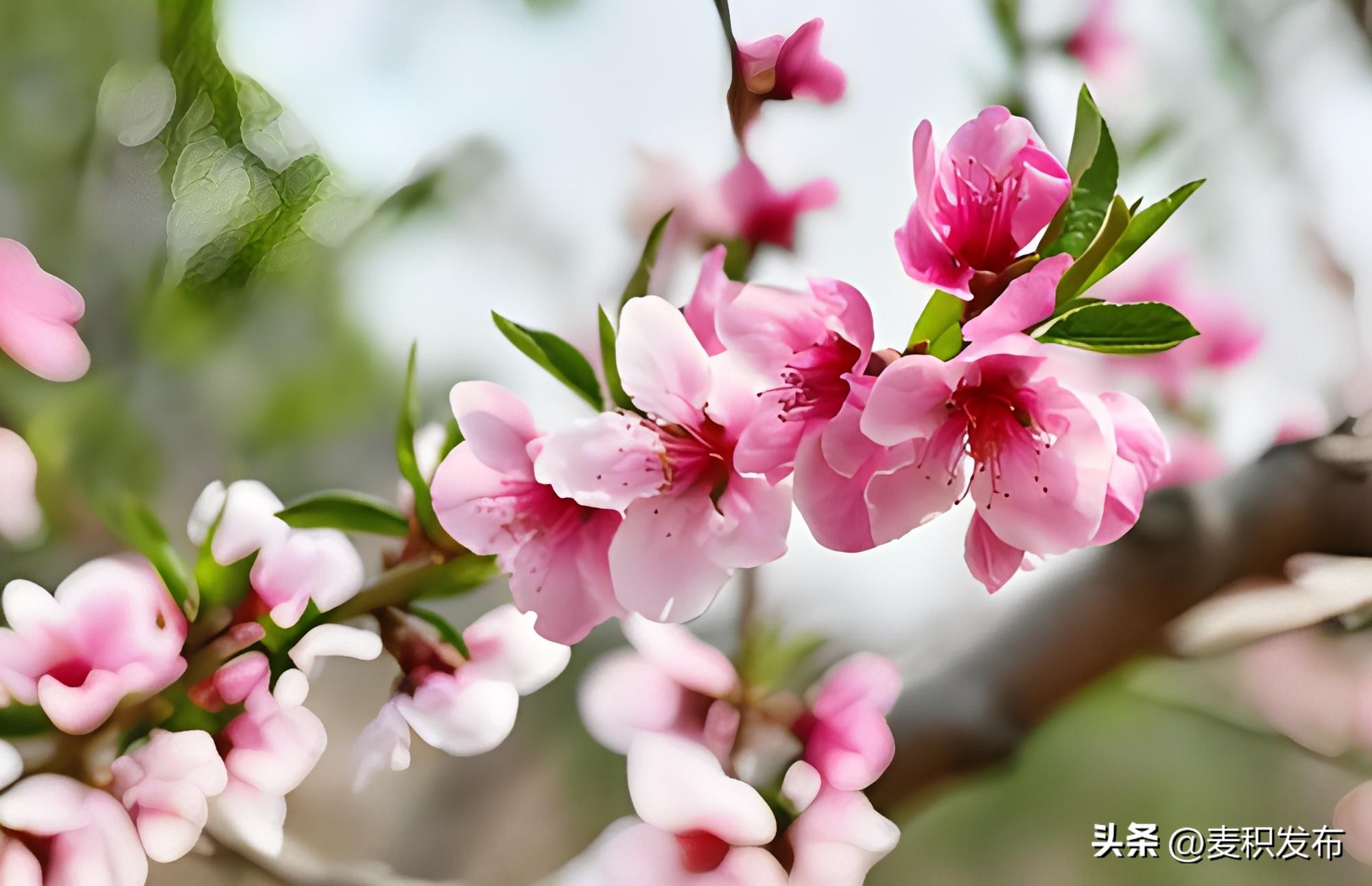 描写春天的诗句10首，浪漫又唯美!