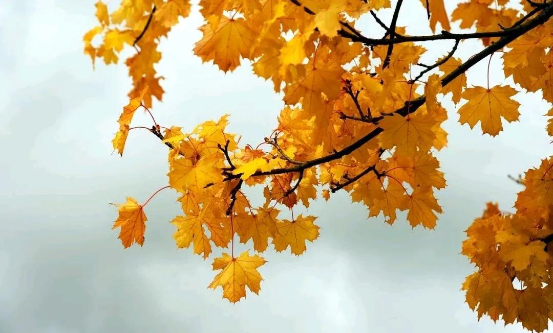 秋分的古诗5首，邂逅秋天的宁静与美好