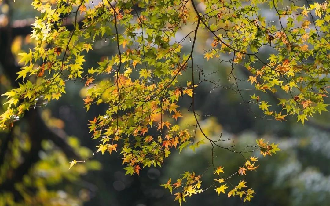 秋分的古诗5首，邂逅秋天的宁静与美好