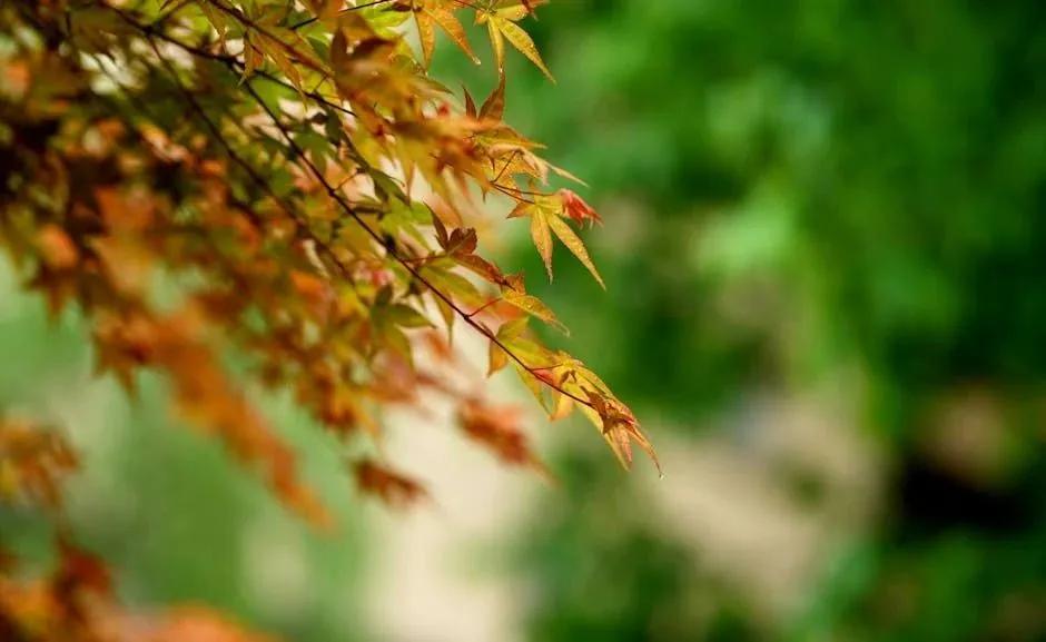 秋分的古诗5首，邂逅秋天的宁静与美好