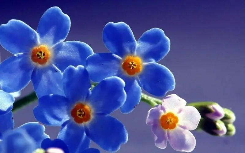 致童年唯美句子27句，唤醒心中的美好