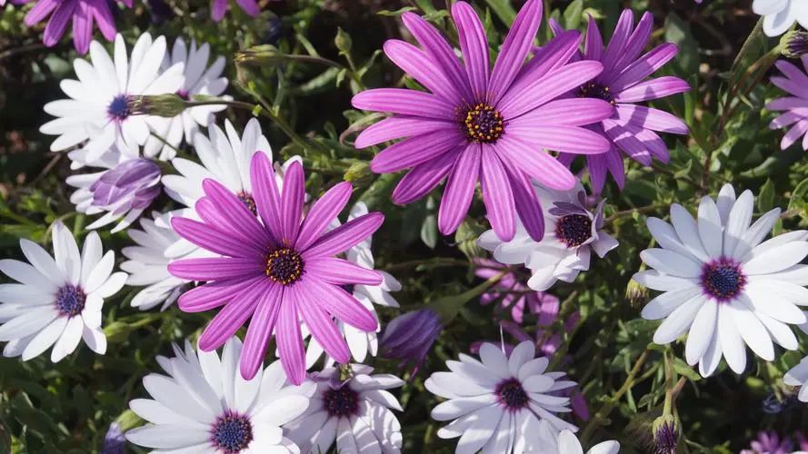 致童年唯美句子27句，唤醒心中的美好