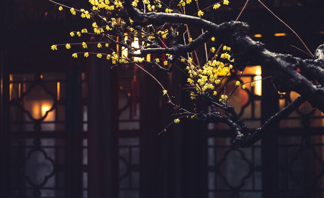 描写梅花的古诗词10首，字字写尽梅花风情