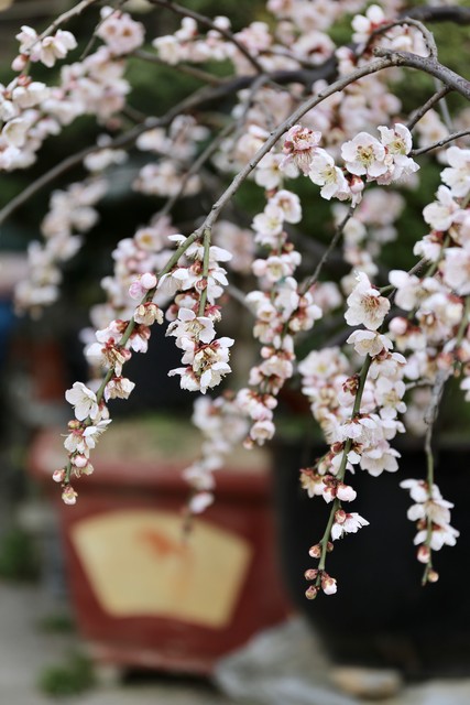 描写梅花的古诗词10首，字字写尽梅花风情