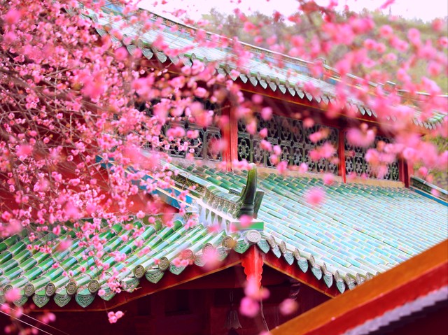 描写梅花的古诗词10首，字字写尽梅花风情