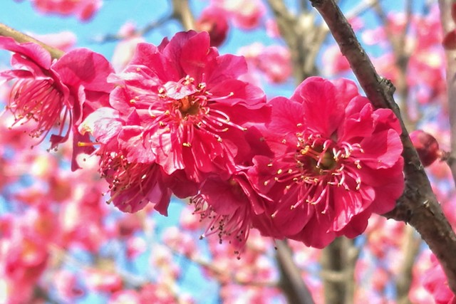 描写梅花的古诗词10首，字字写尽梅花风情