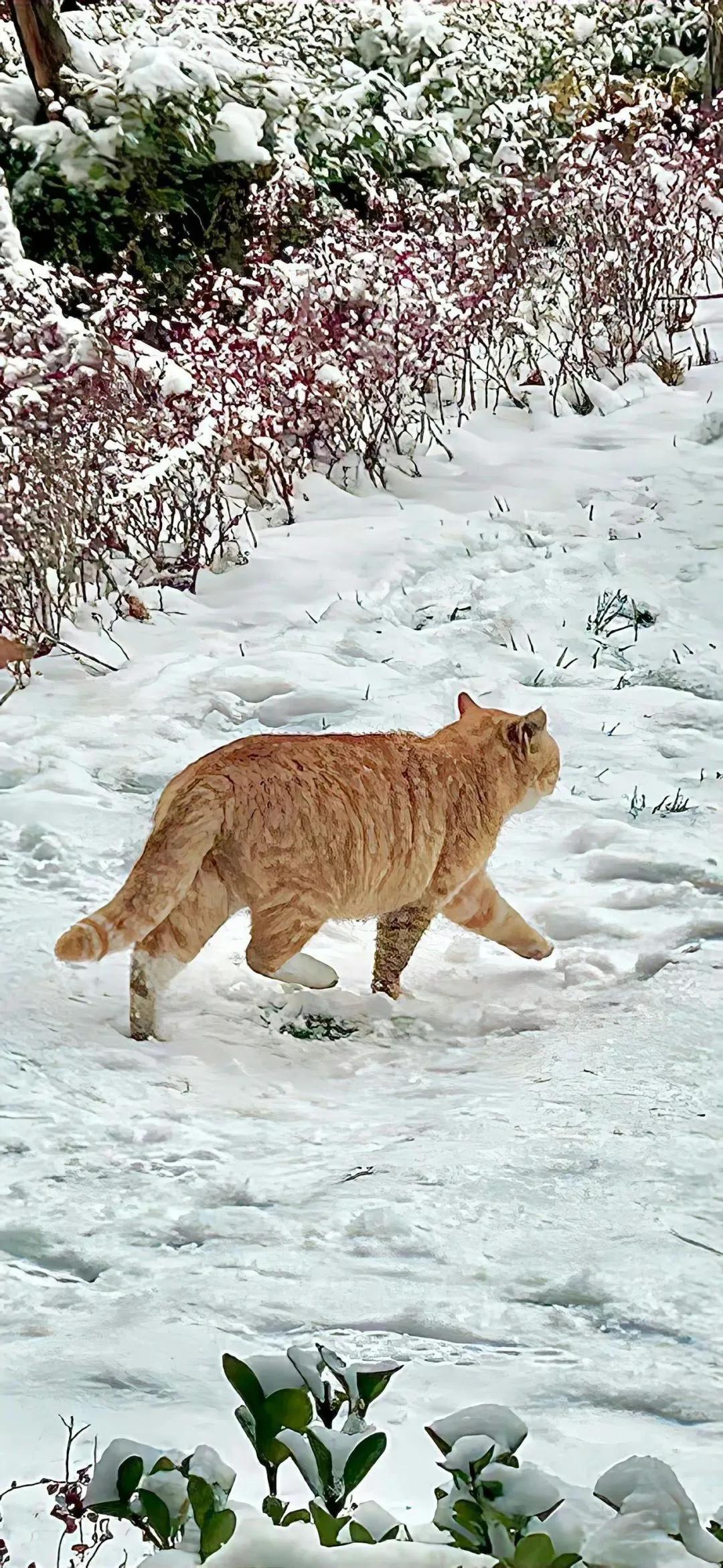 下雪的句子经典句子10句，感受雪的诗意