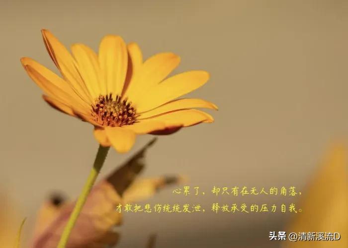 伤感情感语录短句11句，触动你的小情绪!