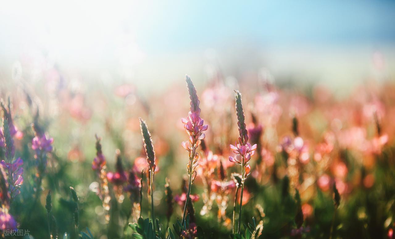 神仙治愈系文案句子12句，句句治愈，句句经典