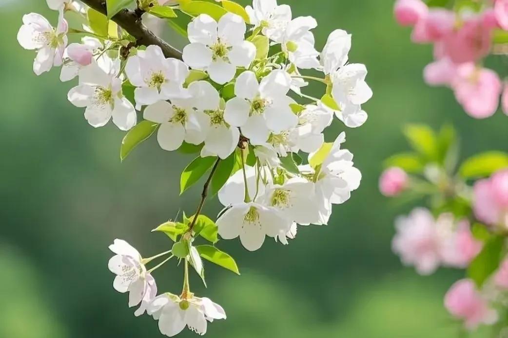 赞美春天的优美短句20句，唯美了整个春天