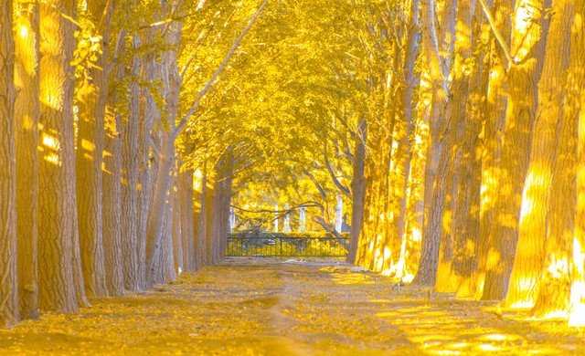 描写秋天的句子唯美20句，感受秋天的静谧与诗意