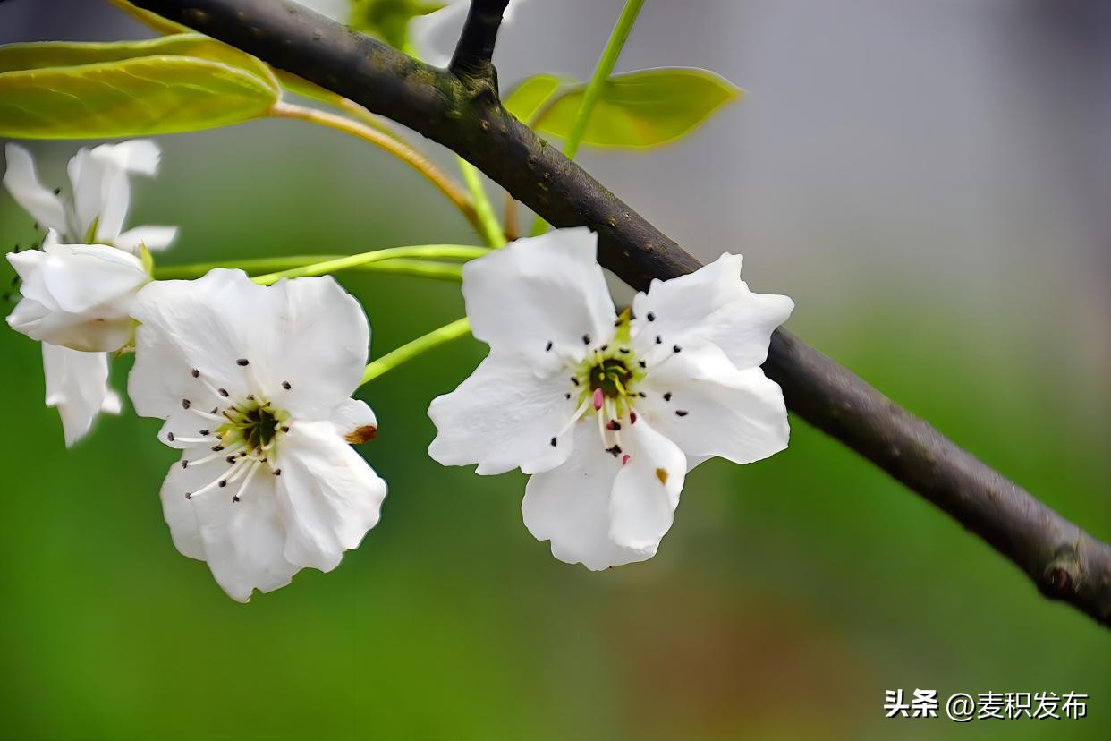 关于描写春天的诗句10句，最美春日风光