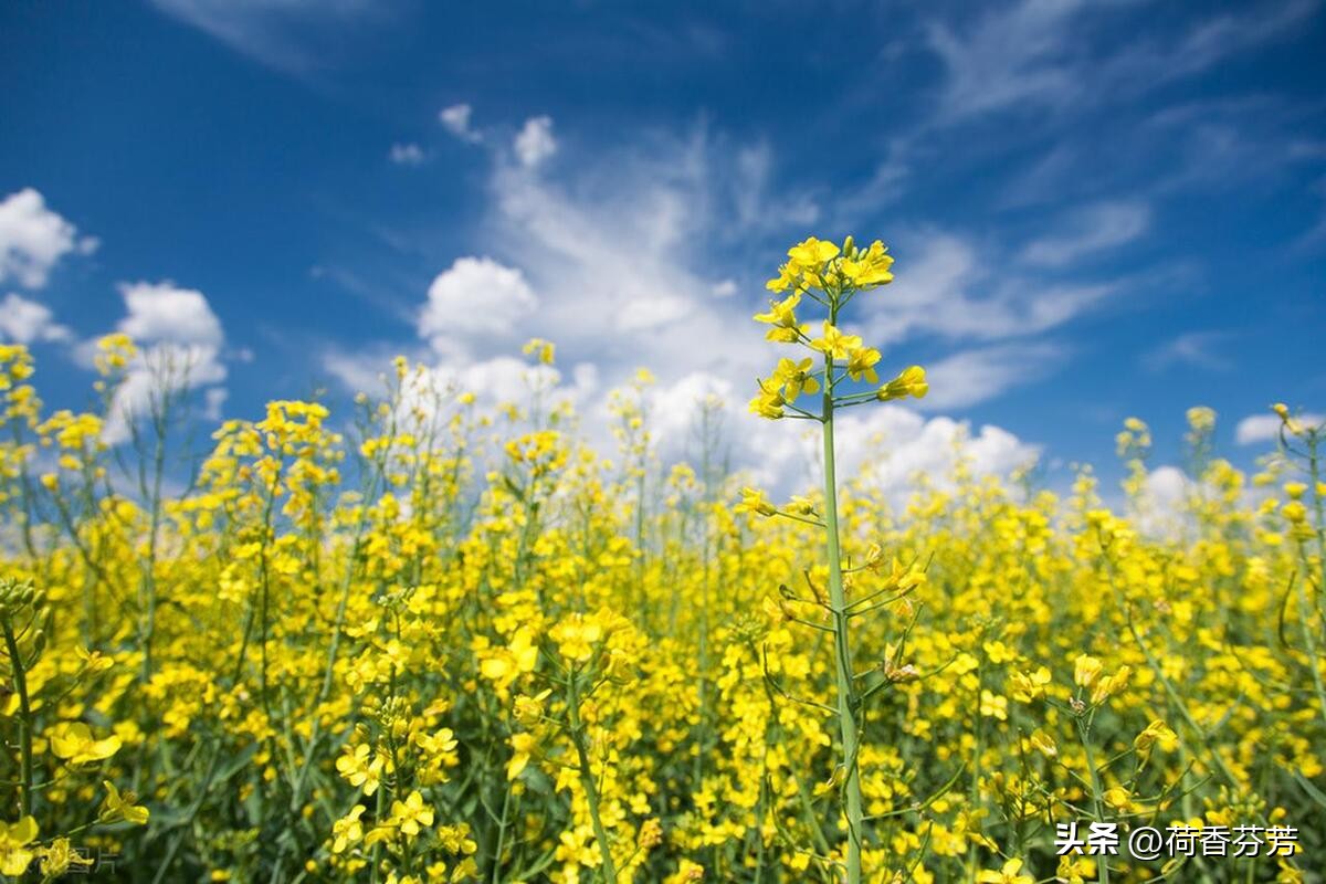 描写油菜花的作文汇总5篇（油菜花）
