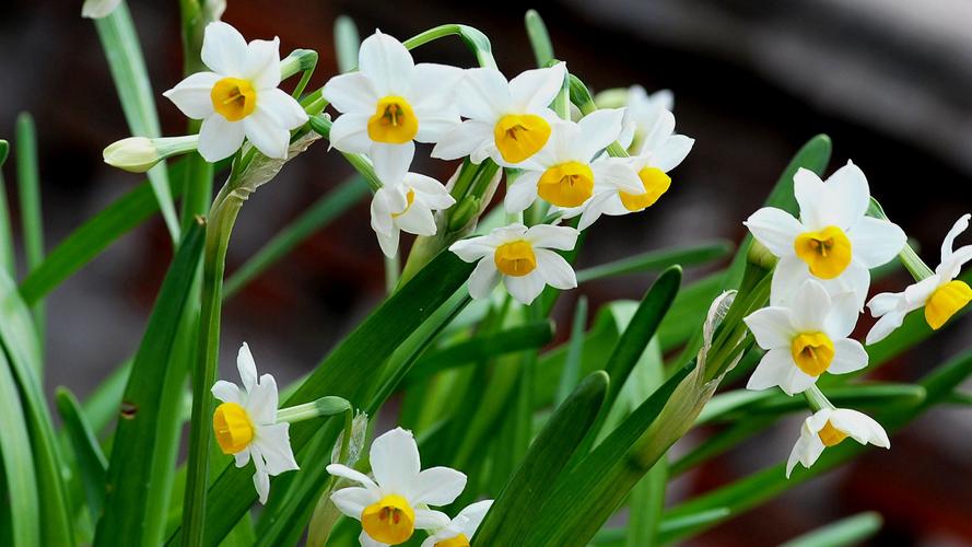 描写水仙花的优美句子16句，说不尽的诗情与画意