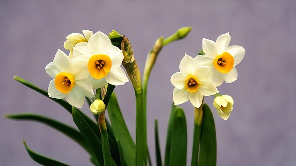 描写水仙花的优美句子16句，说不尽的诗情与画意