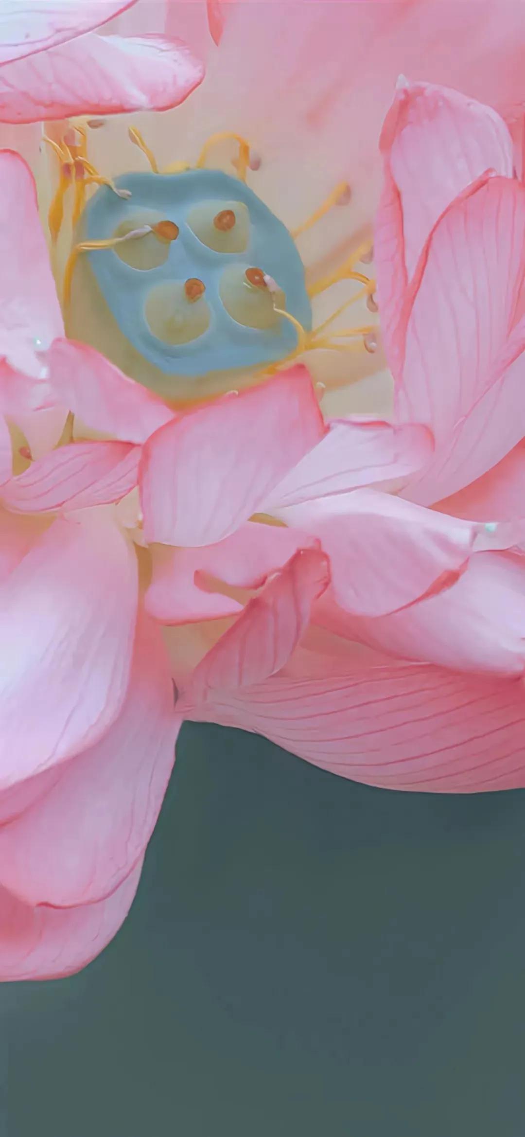 荷花唯美诗句30句，荷为诗意，花名情牵