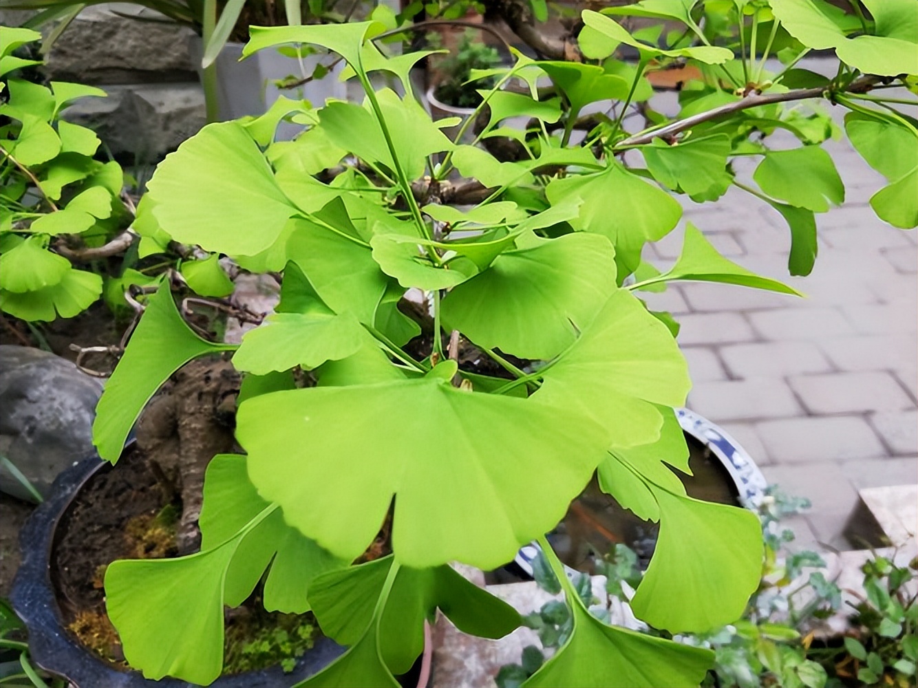 感谢朋友的句子简短20句，感谢的话语简短精辟