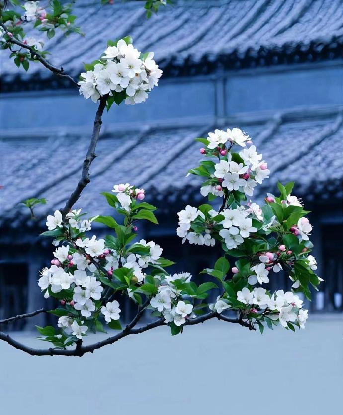 春天的诗句唯美10首，惊艳了整个春天