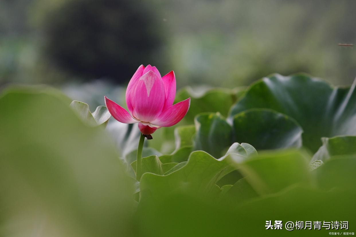 十句穿透人心的句子10句，说透人生真相