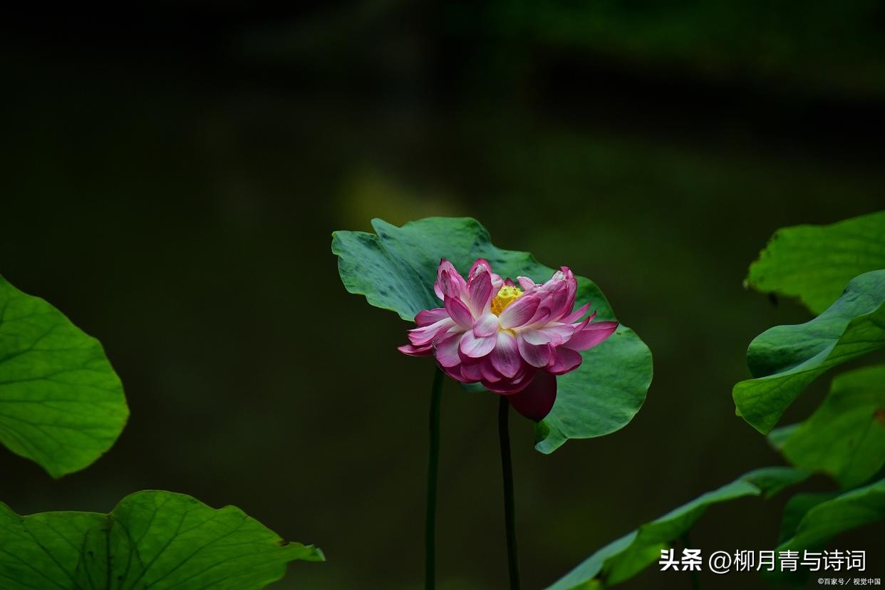 十句穿透人心的句子10句，说透人生真相