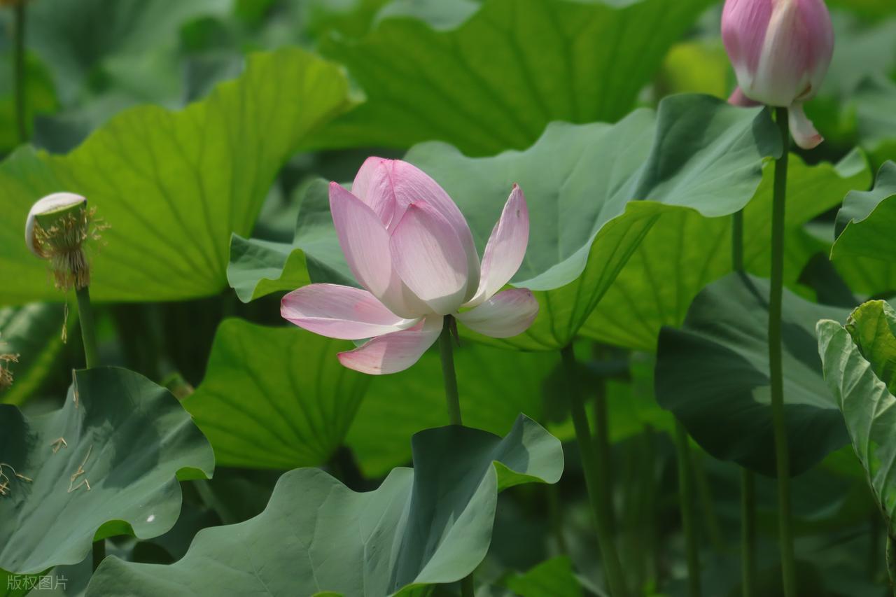 描写立秋的诗句7首（原文及赏析）