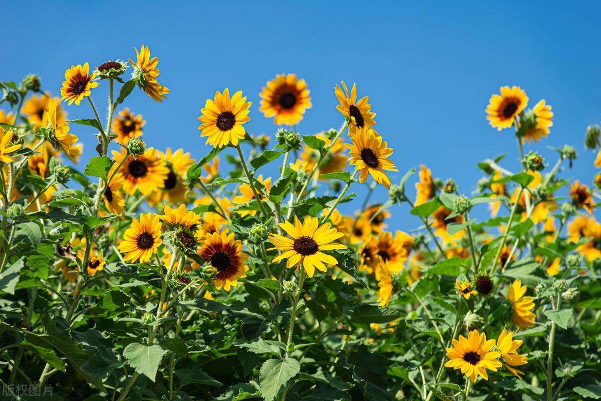 关于温暖的唯美句子24句，唯美走心,直抵心灵!