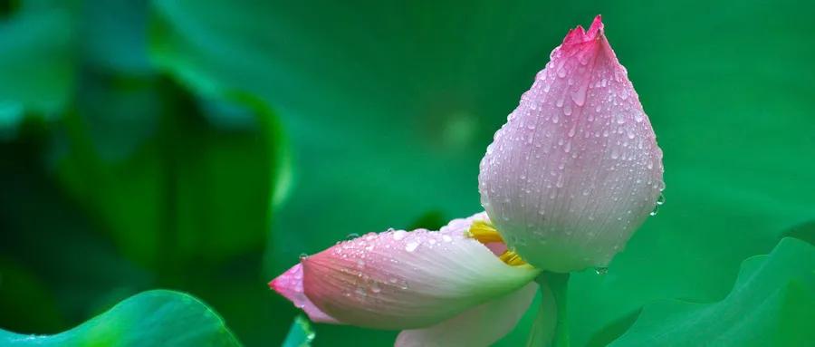 伤感的诗句越伤感越好12句，一读就无限伤感